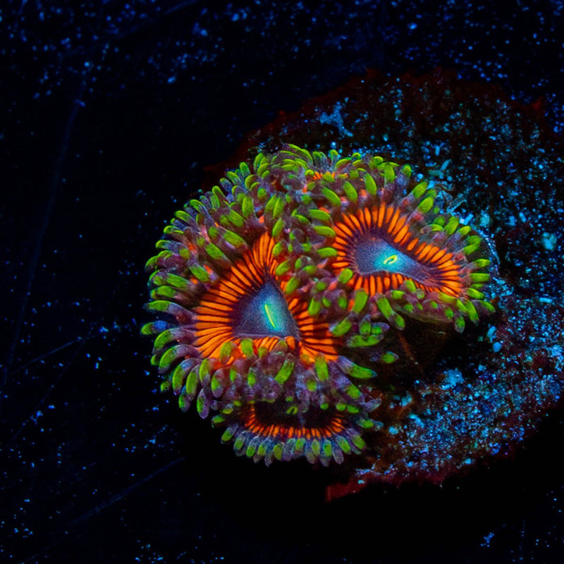 Cotton Candy Zoanthid