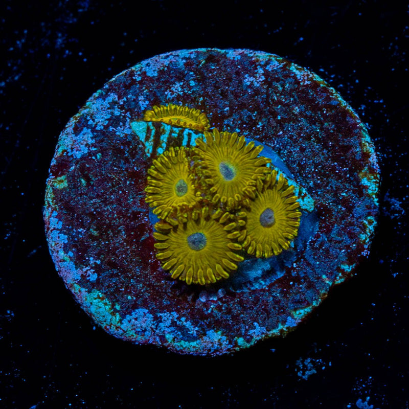 Pikachu Zoanthid