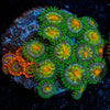 Zoa Combo Plug - riptide aquaculture llc