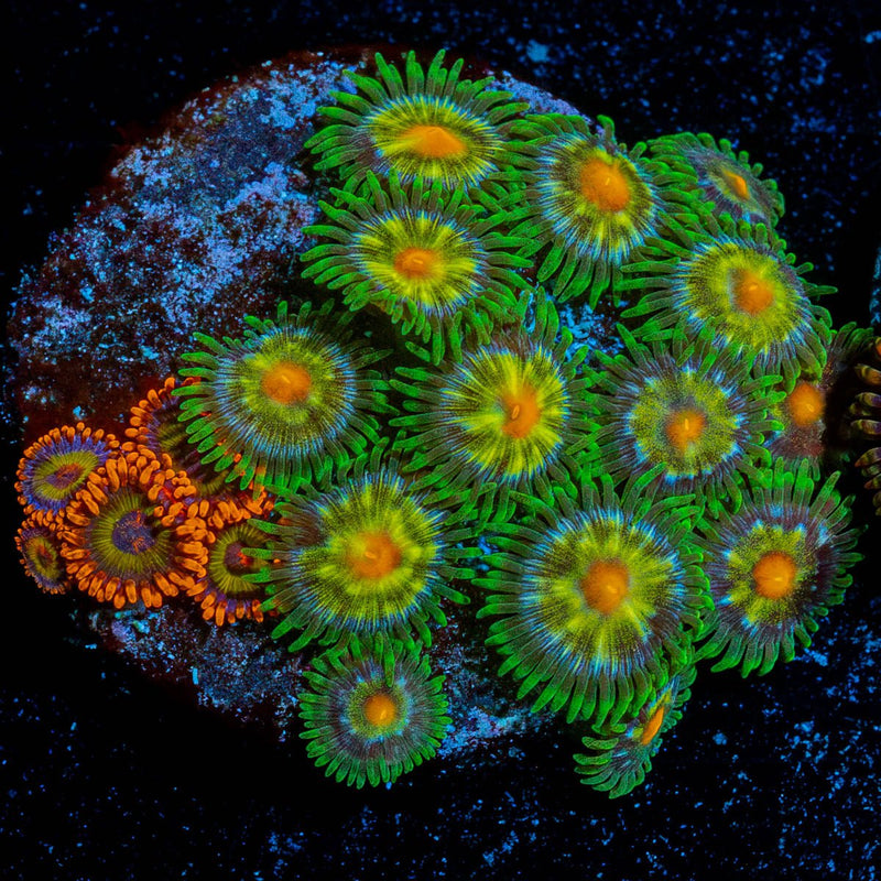 Zoa Combo Plug