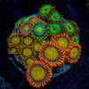 Zoa Combo Plug - riptide aquaculture llc
