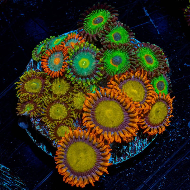 Zoa Combo Plug