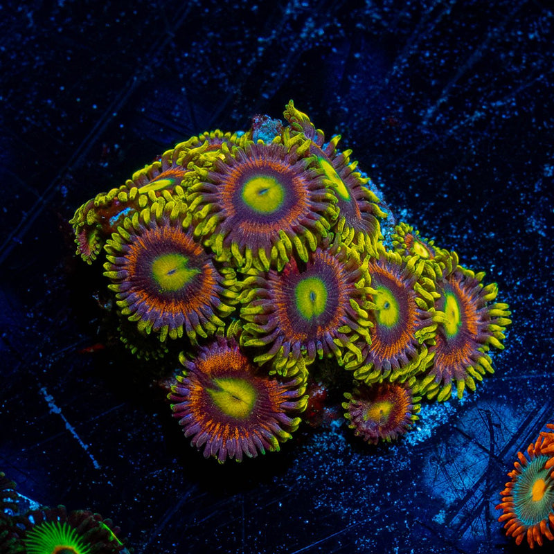 Kamikaze Zoanthid