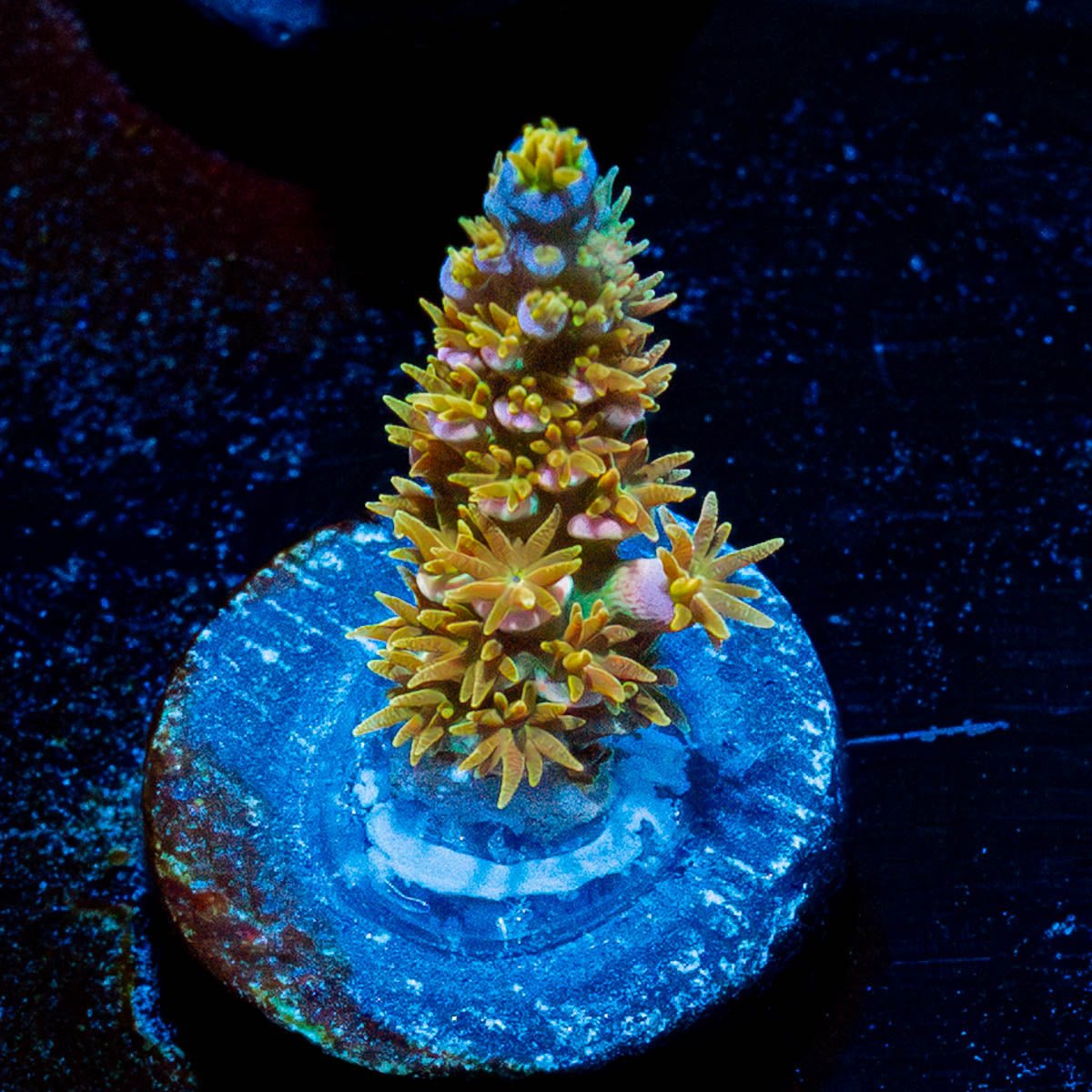 WD JR Tenuis - riptide aquaculture llc