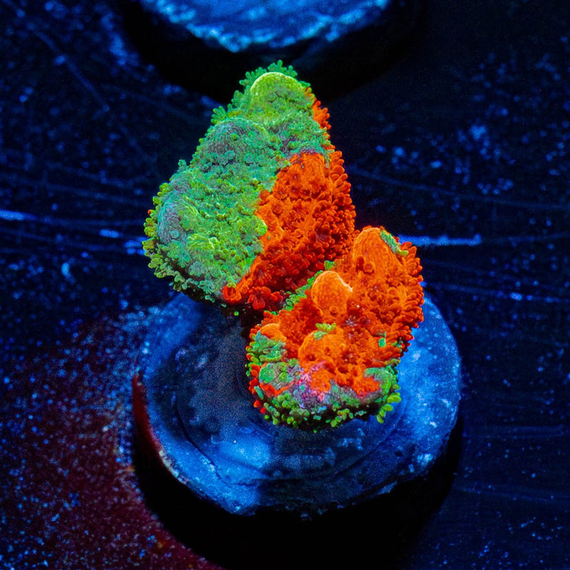 Contraband Grafter Montipora Digi