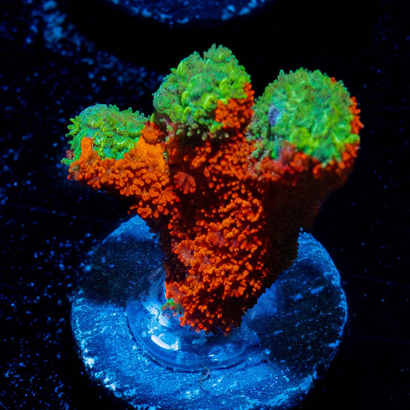 Contraband Grafter Montipora Digi