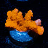 Tequila Sunrise Montipora Setosa - riptide aquaculture llc