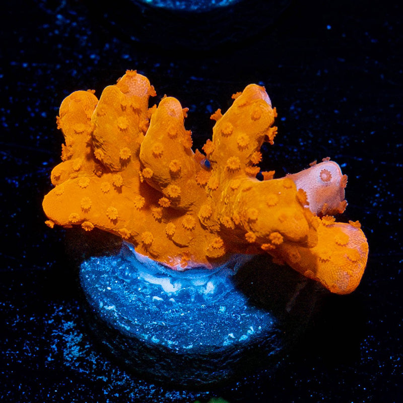 Tequila Sunrise Montipora Setosa