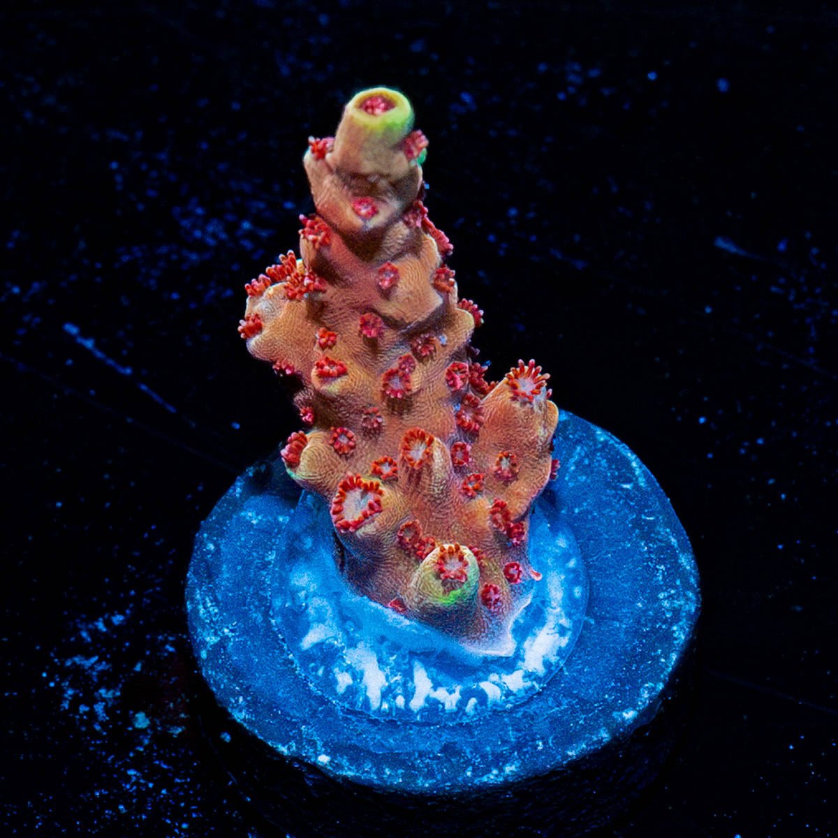 RTA Rocket Man Acro - riptide aquaculture llc