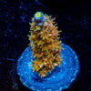 WD JR Tenuis - riptide aquaculture llc