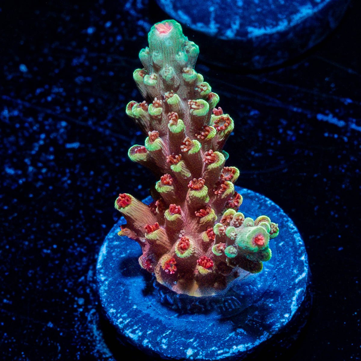 RTA Rocket Man Acro - riptide aquaculture llc