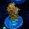WD JR Tenuis - riptide aquaculture llc