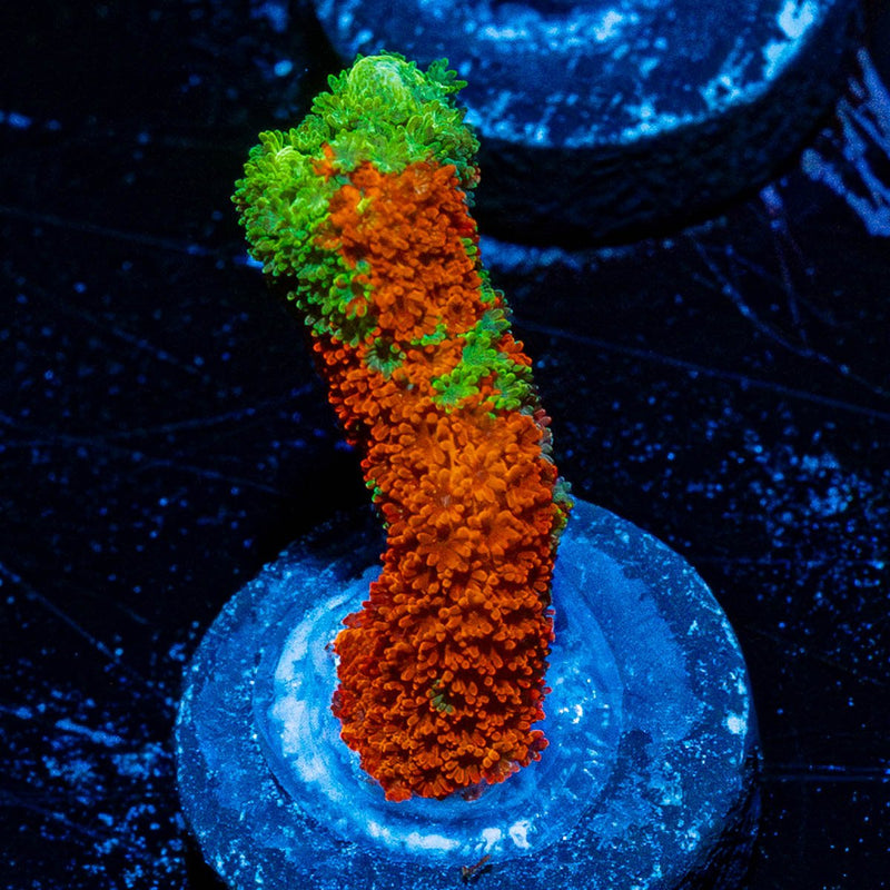 Contraband Grafter Montipora Digi