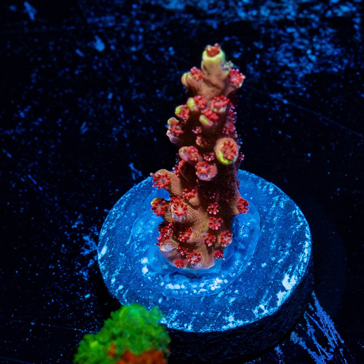 RTA Rocket Man Acro - riptide aquaculture llc