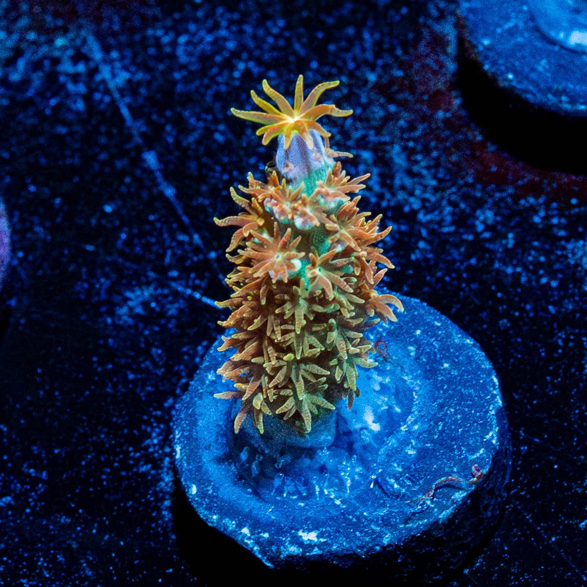 WD JR Tenuis - riptide aquaculture llc
