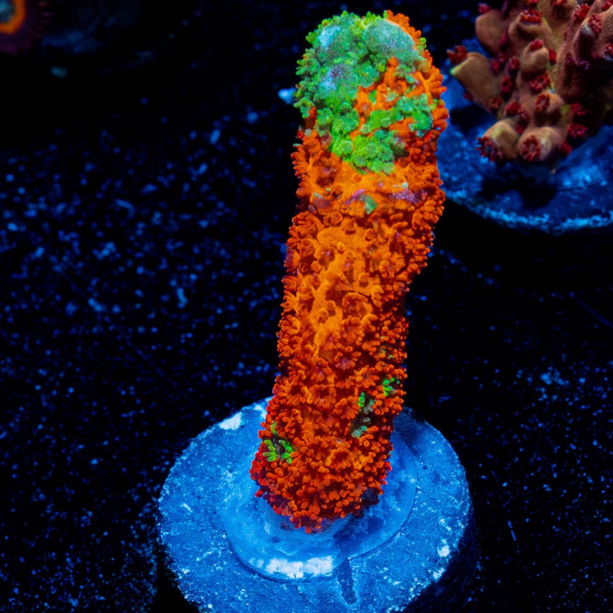Contraband Grafter Montipora Digi - riptide aquaculture llc