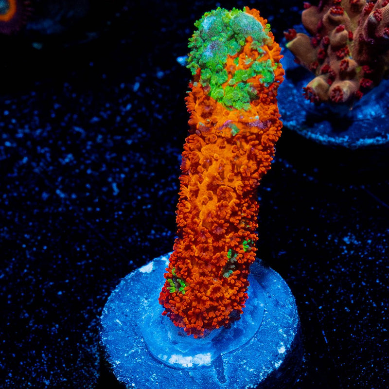 Contraband Grafter Montipora Digi
