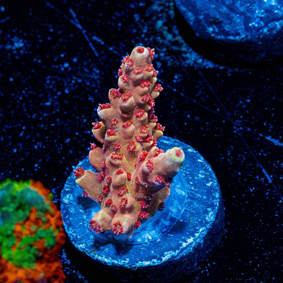RTA Rocket Man Acro - riptide aquaculture llc