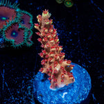 RTA Rocket Man Acro - riptide aquaculture llc