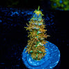 WD JR Tenuis - riptide aquaculture llc