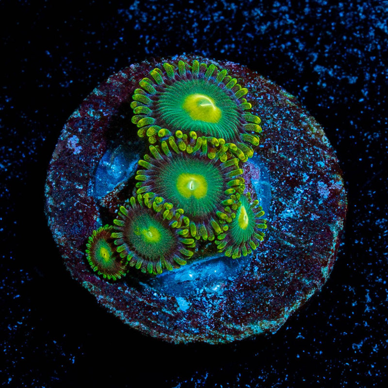 Dragon Eyes Zoanthid