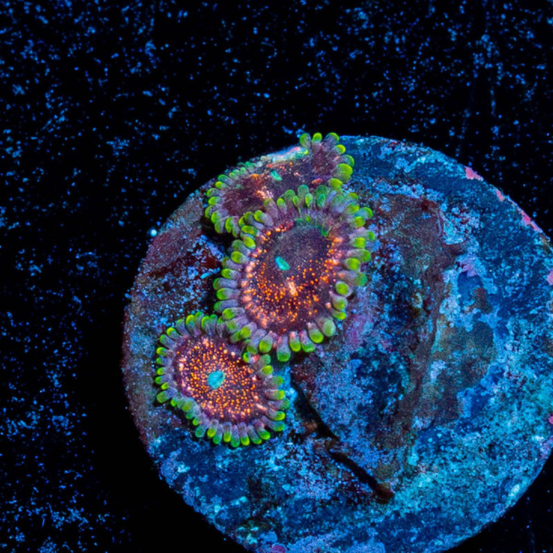 Space Jams Zoanthid