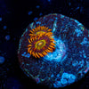 Rainbow Hornet Zoanthid - riptide aquaculture llc
