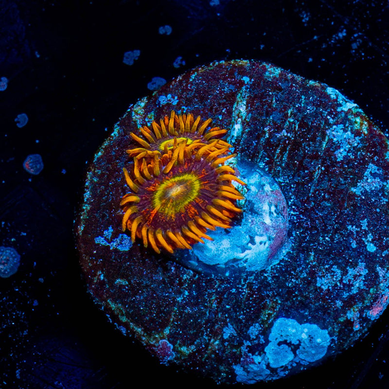 Rainbow Hornet Zoanthid