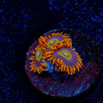 Rainbow Hornet Zoanthid - riptide aquaculture llc