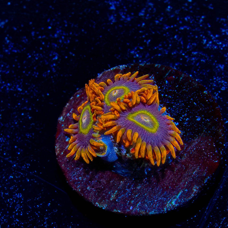 Rainbow Hornet Zoanthid