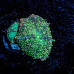 Lunar Interstellar Mushroom - riptide aquaculture llc