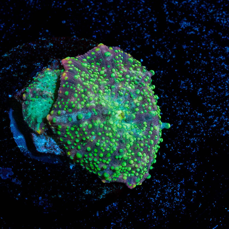 Lunar Interstellar Mushroom