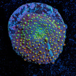 Rainbow Interstellar Mushroom - riptide aquaculture llc