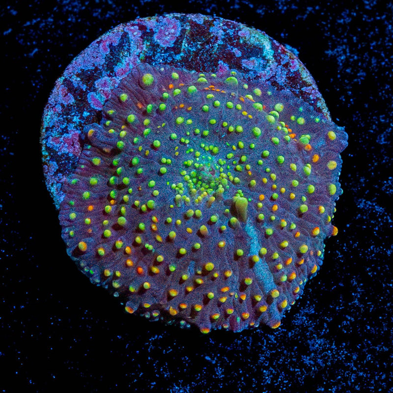 Rainbow Interstellar Mushroom