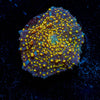 Interstellar Mushroom - riptide aquaculture llc