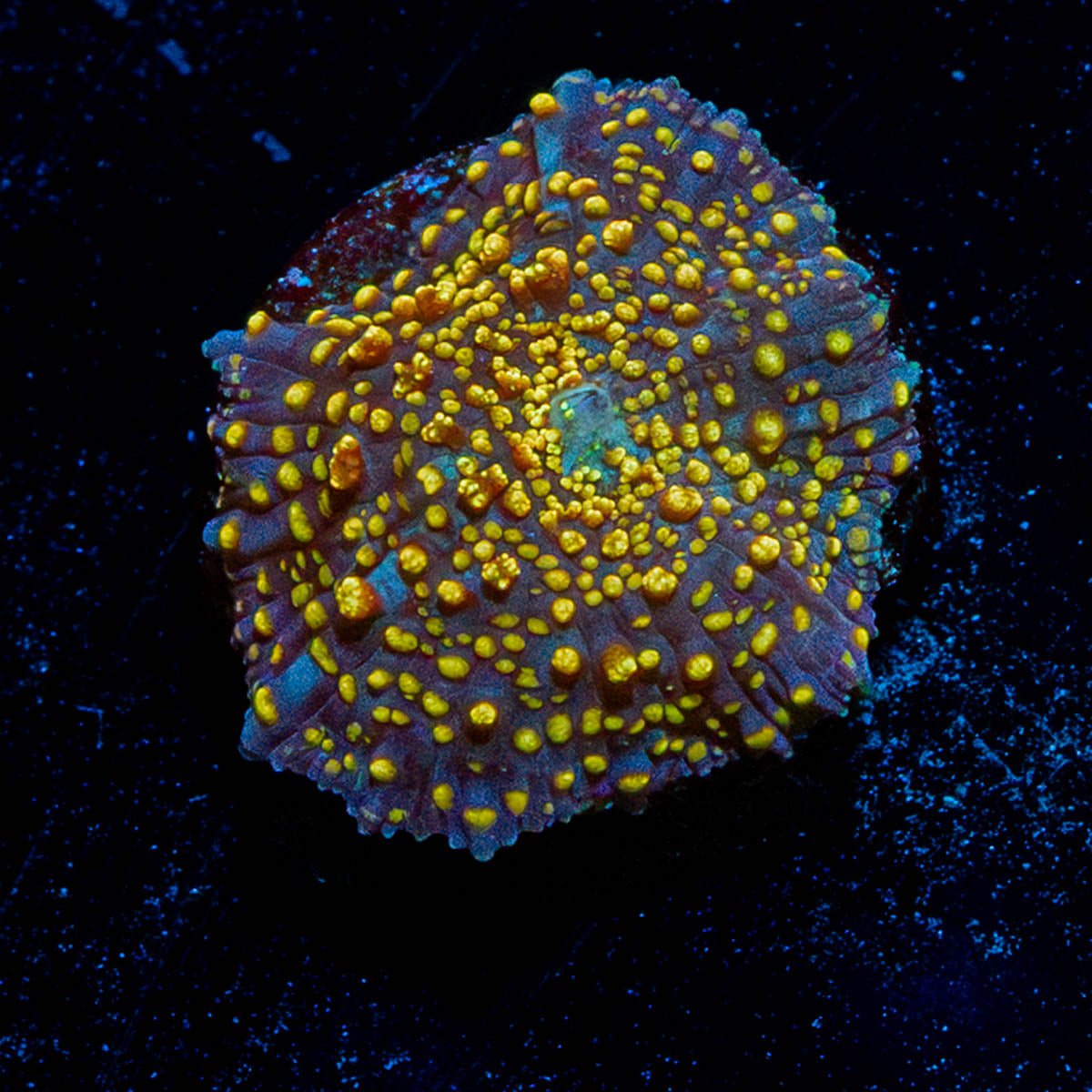 Interstellar Mushroom - riptide aquaculture llc