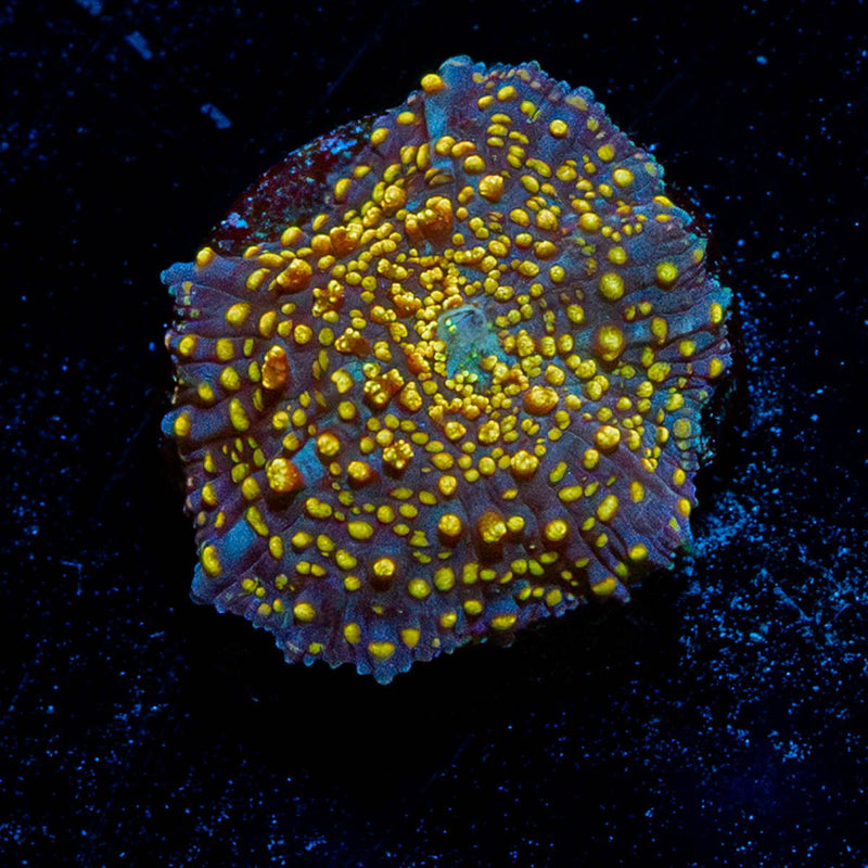Interstellar Mushroom