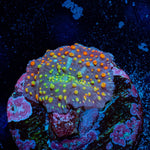Rainbow Interstellar Mushroom - riptide aquaculture llc