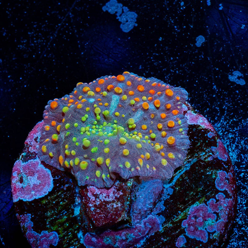 Rainbow Interstellar Mushroom