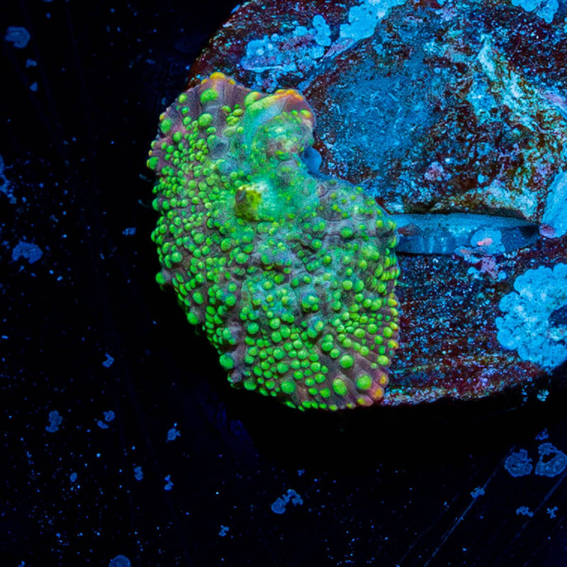 Lunar Interstellar Mushroom