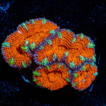 Red Acan / Micromussa - riptide aquaculture llc