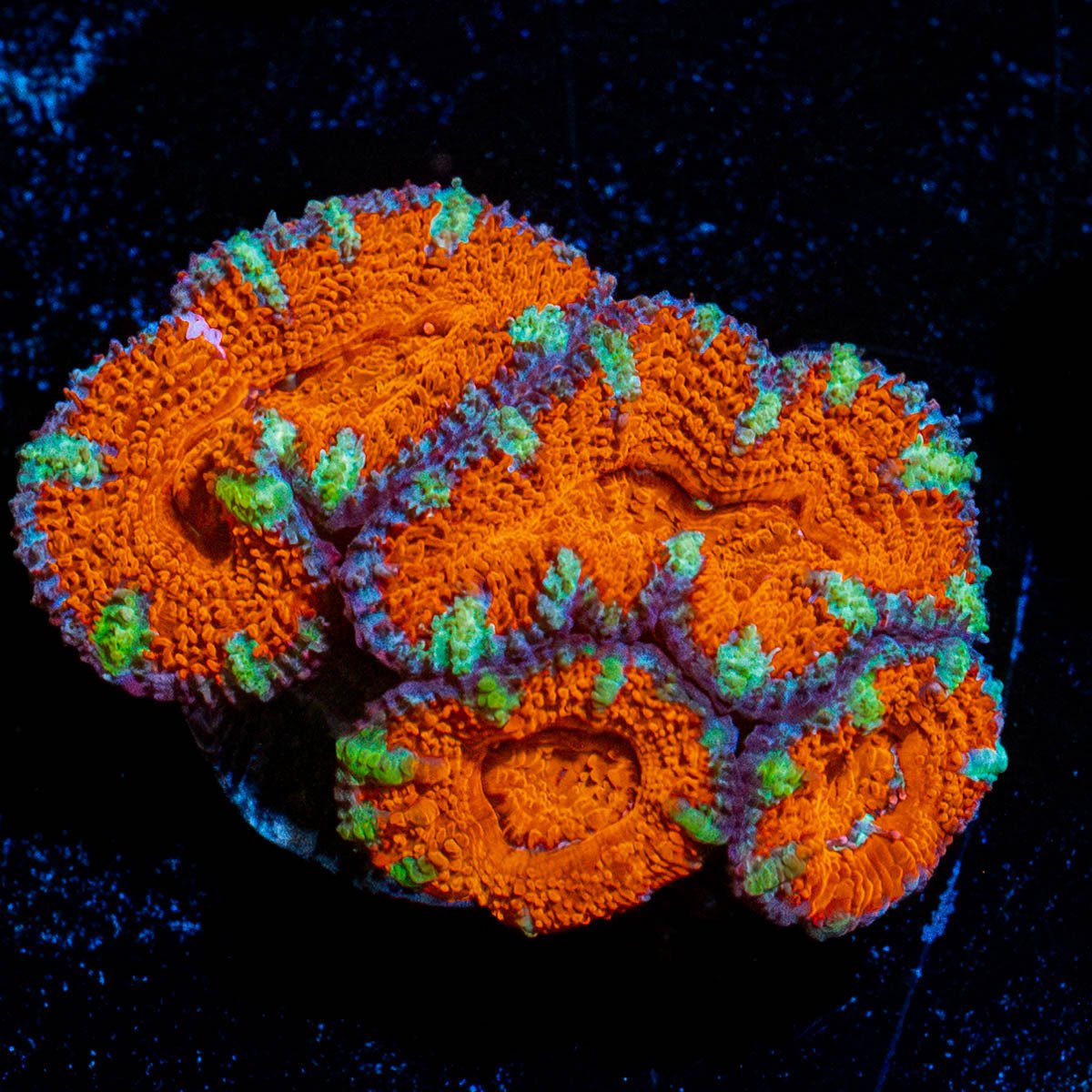 Red Acan / Micromussa - riptide aquaculture llc