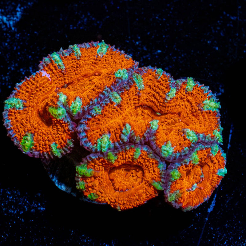 Red Acan / Micromussa