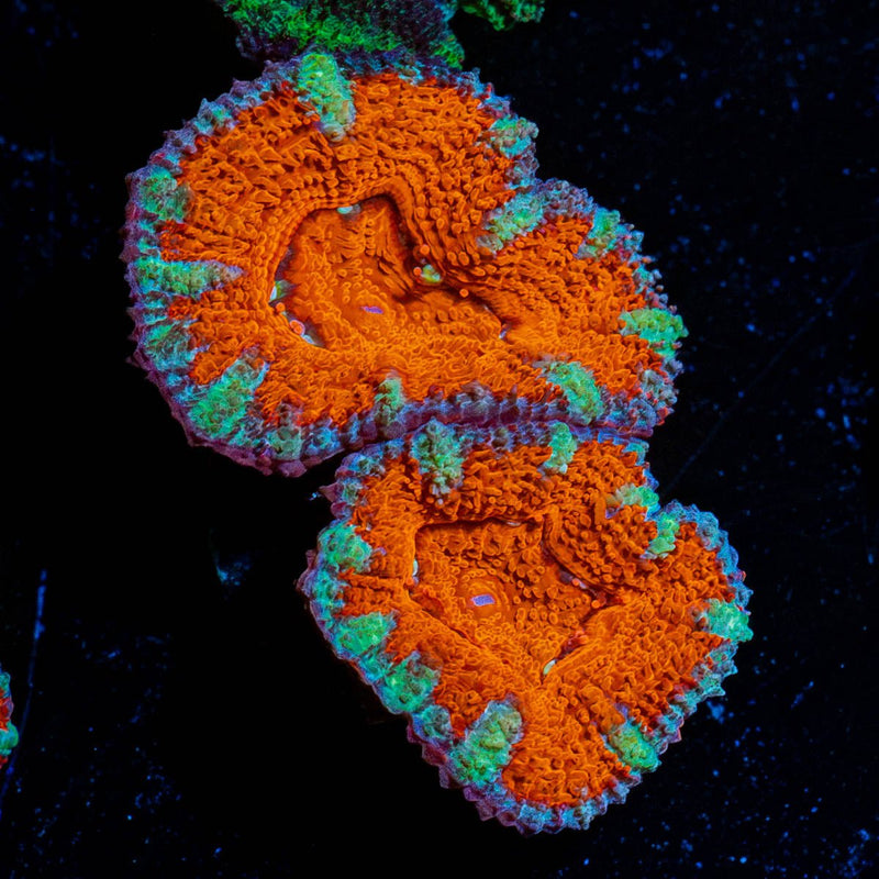 Red Acan / Micromussa