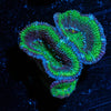Green Acan / Micromussa - riptide aquaculture llc