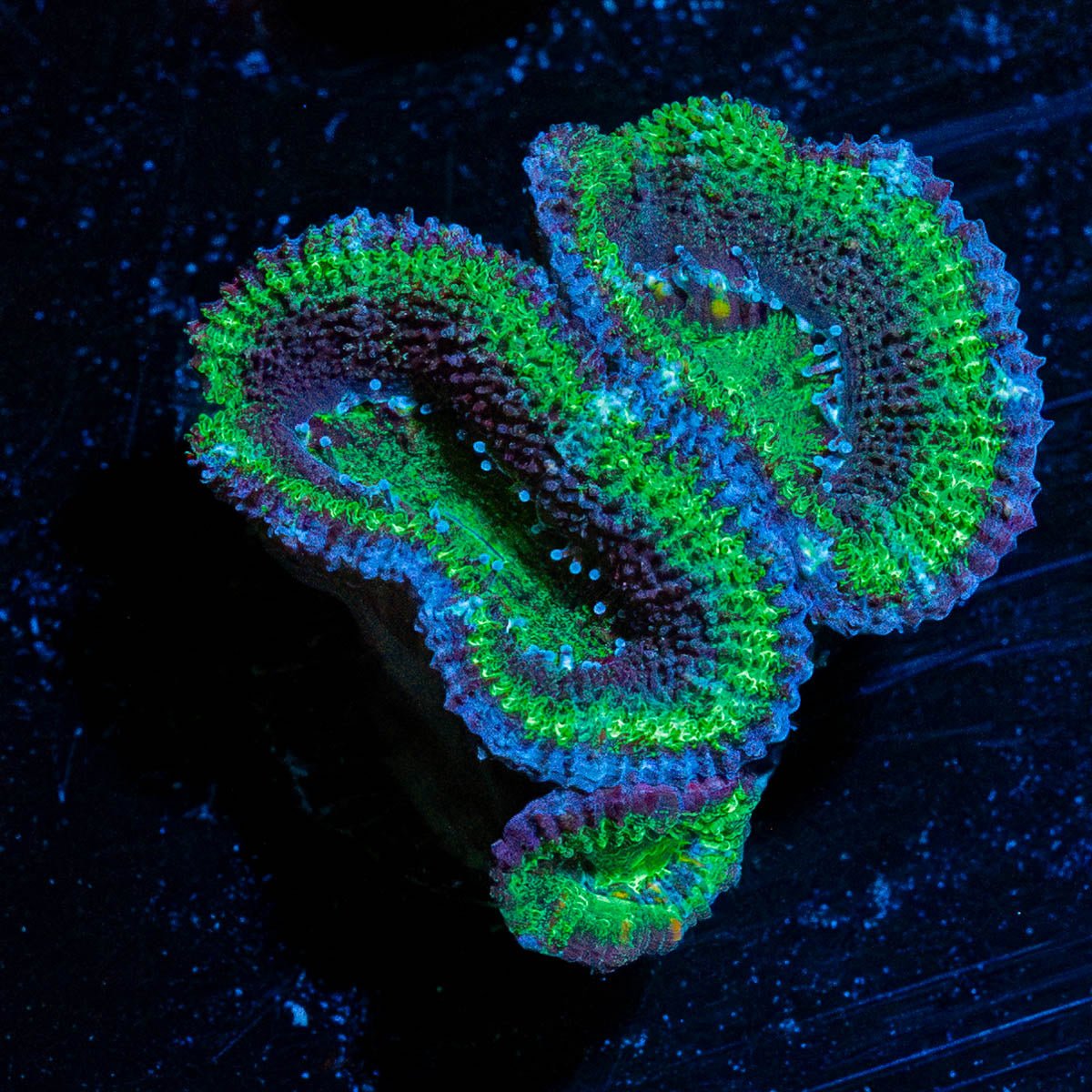Green Acan / Micromussa - riptide aquaculture llc