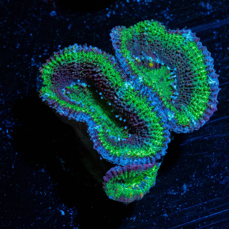 Green Acan / Micromussa