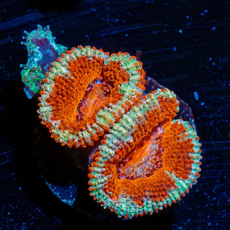 Red & Green Acan / Micromussa