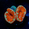 Red & Green Acan / Micromussa - riptide aquaculture llc