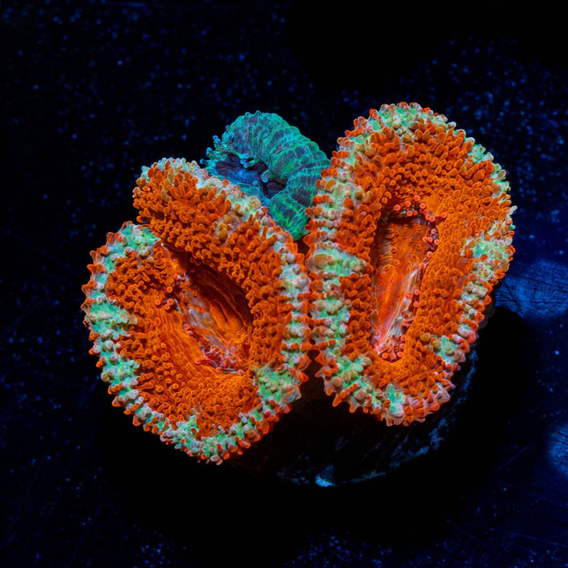 Red & Green Acan / Micromussa